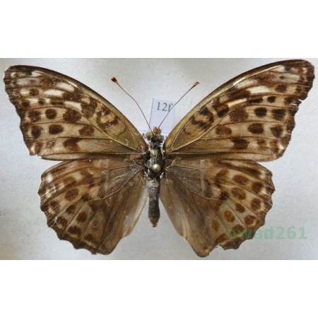 Argynnis paphia f. valesina Esper, 1800 Dostojka malinowiec Czech12f